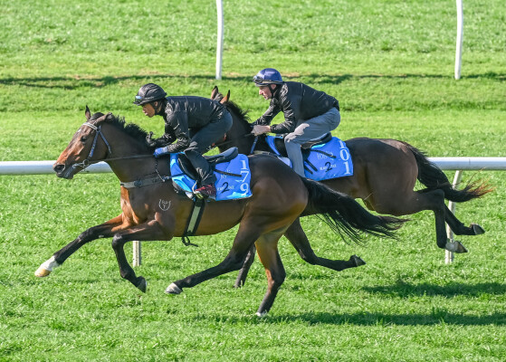 Lot 179: So You Think (NZ) / Andresa